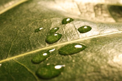 Water drops on green leaf, macro view