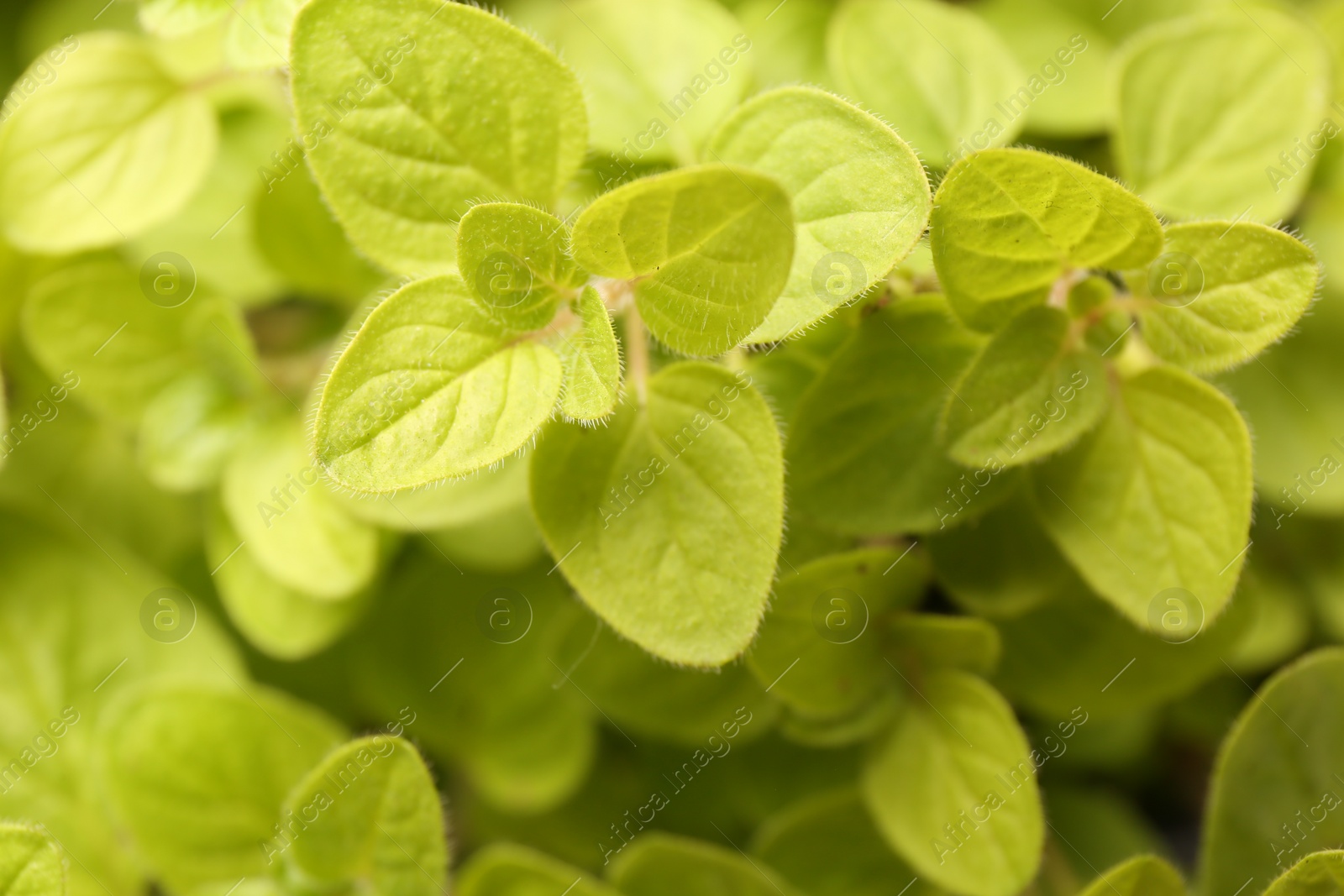 Photo of Green aromatic oregano as background, top view