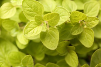 Photo of Green aromatic oregano as background, top view