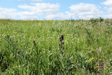 Beautiful wildflowers growing in field on sunny day