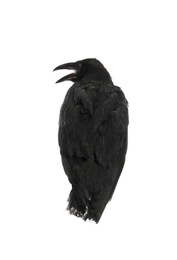 Photo of Beautiful black common raven on white background
