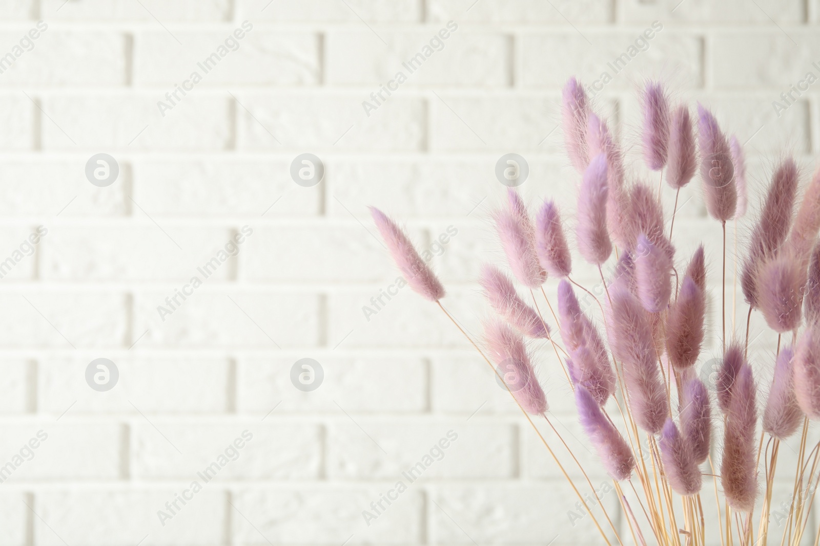Photo of Dried flowers against white brick wall, closeup. Space for text
