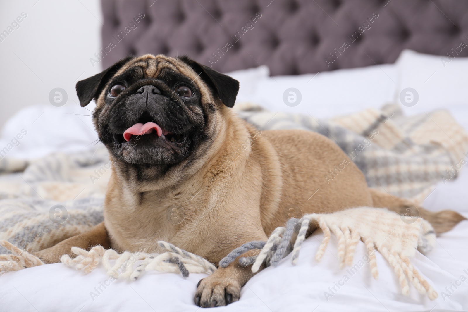 Photo of Happy cute pug dog on bed indoors