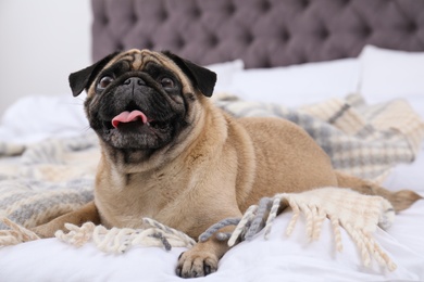 Happy cute pug dog on bed indoors