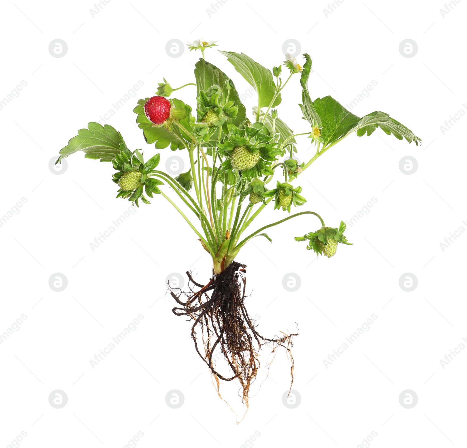 Photo of Strawberry seedling with leaves and fruits isolated on white
