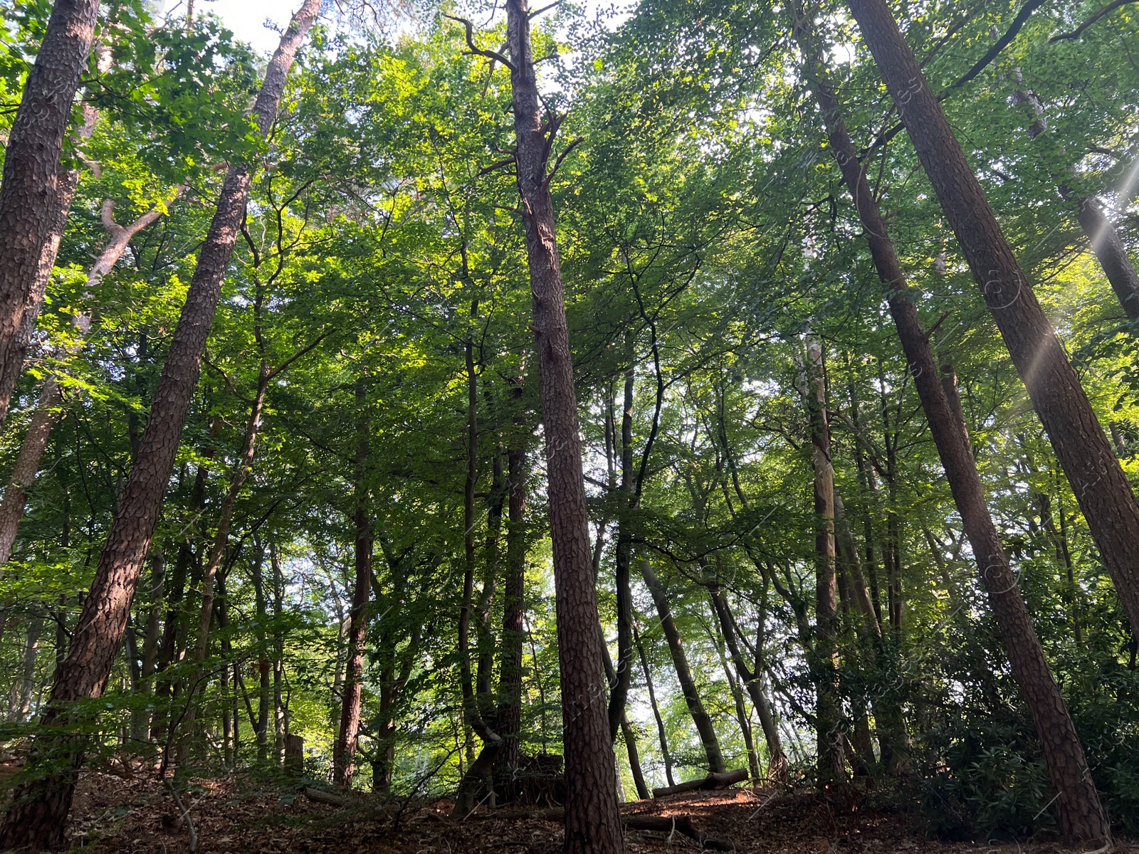 Photo of Beautiful green trees in forest on sunny day