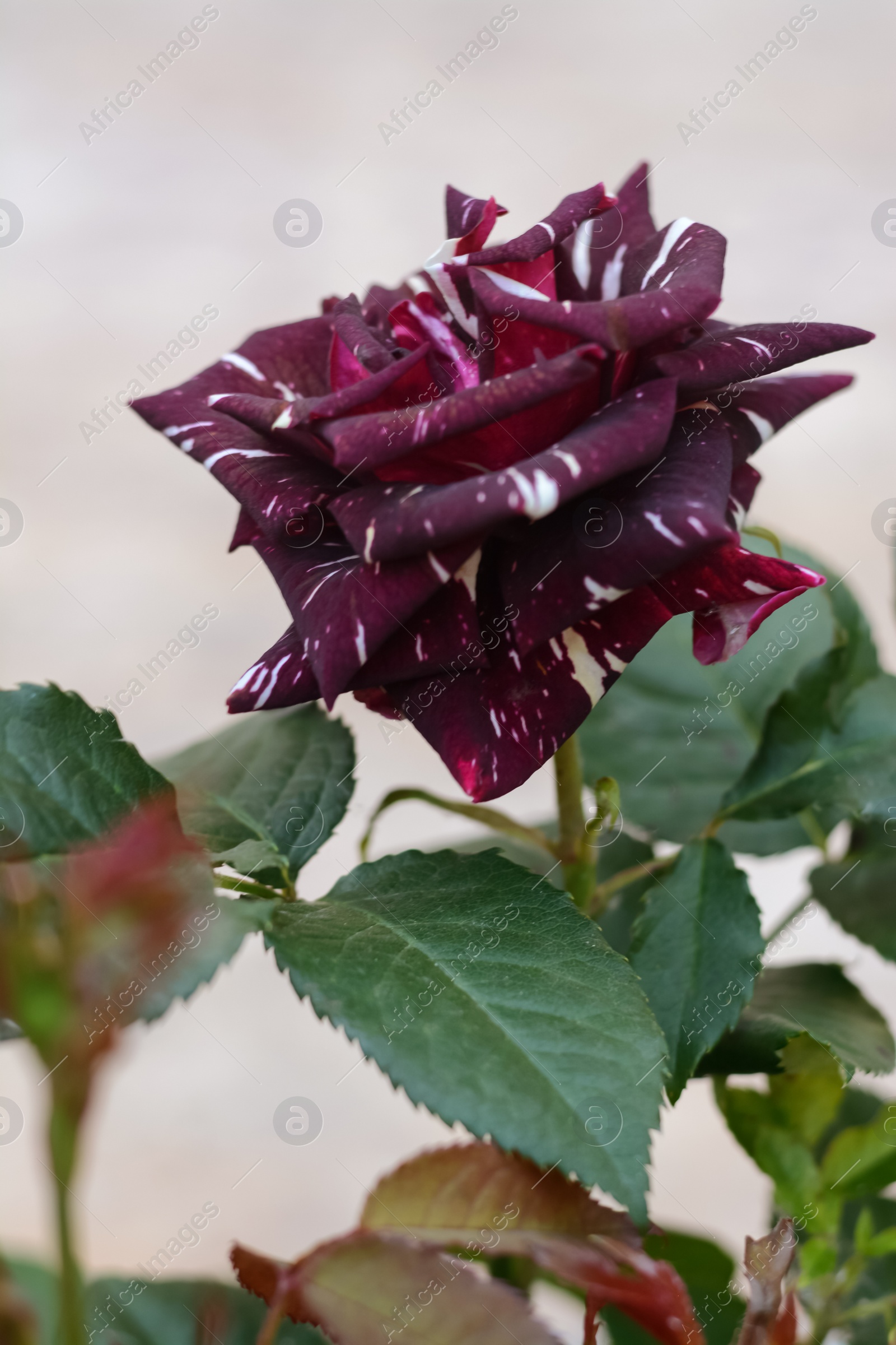 Photo of Beautiful purple tiger rose on bush against light background, closeup