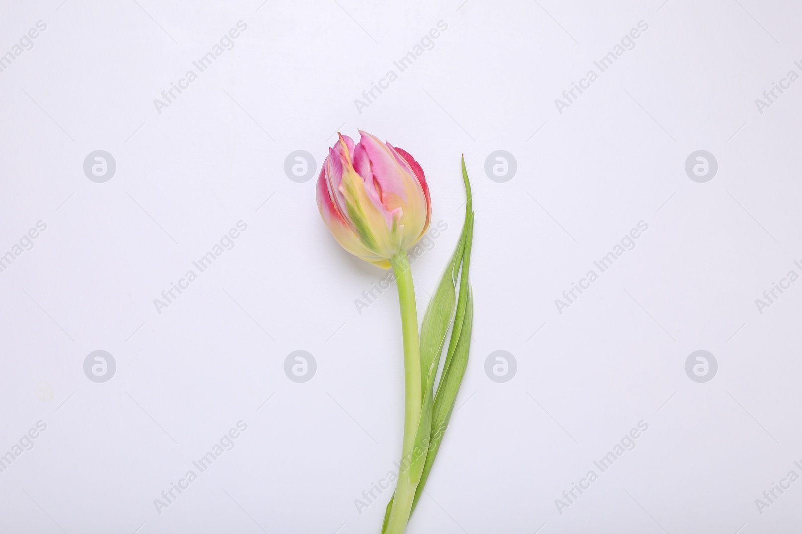 Photo of One pink tulip on white background, top view