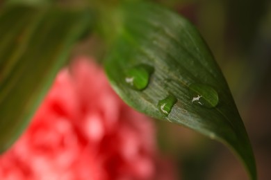 Beautiful leaf with water drops on blurred background, closeup