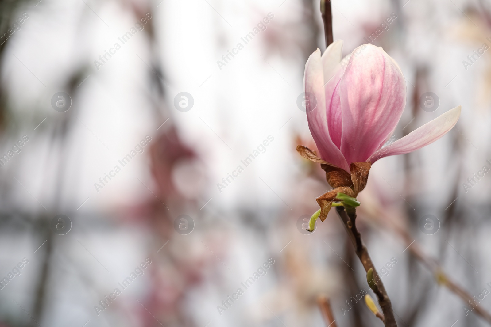 Photo of Beautiful bud of magnolia tree on blurred background. Space for text