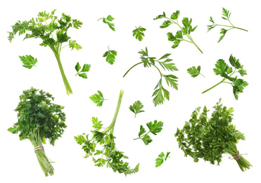 Image of Set with green parsley on white background