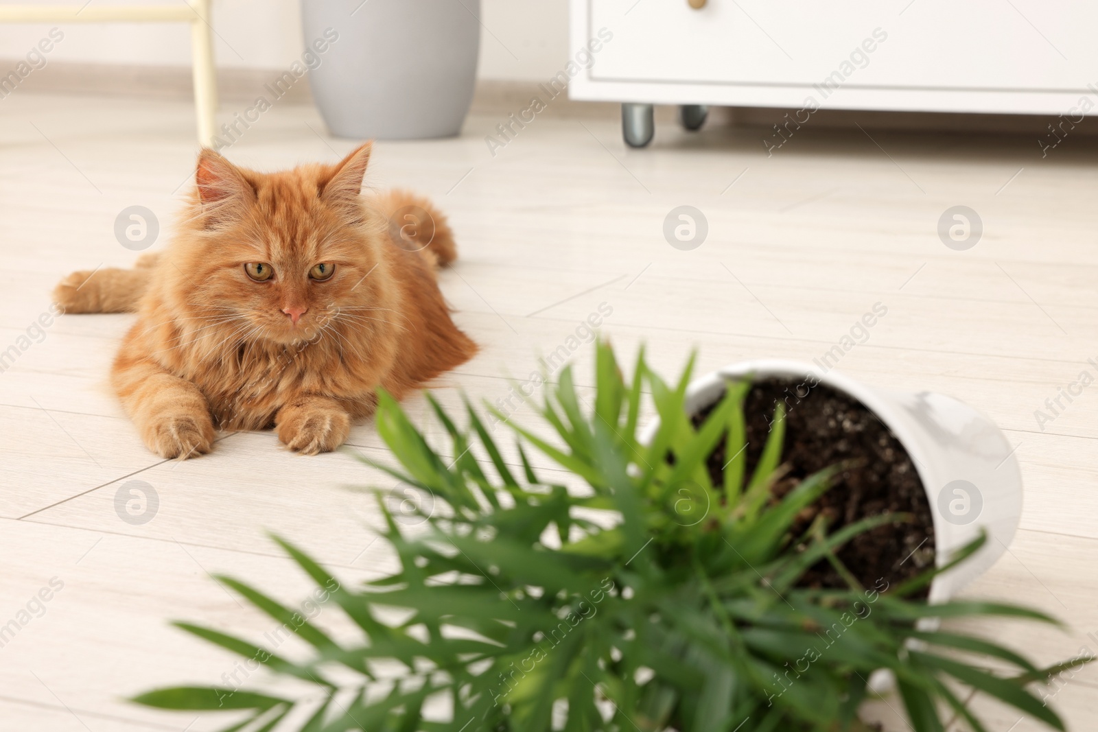 Photo of Cute cat near overturned houseplant at home