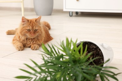 Cute cat near overturned houseplant at home