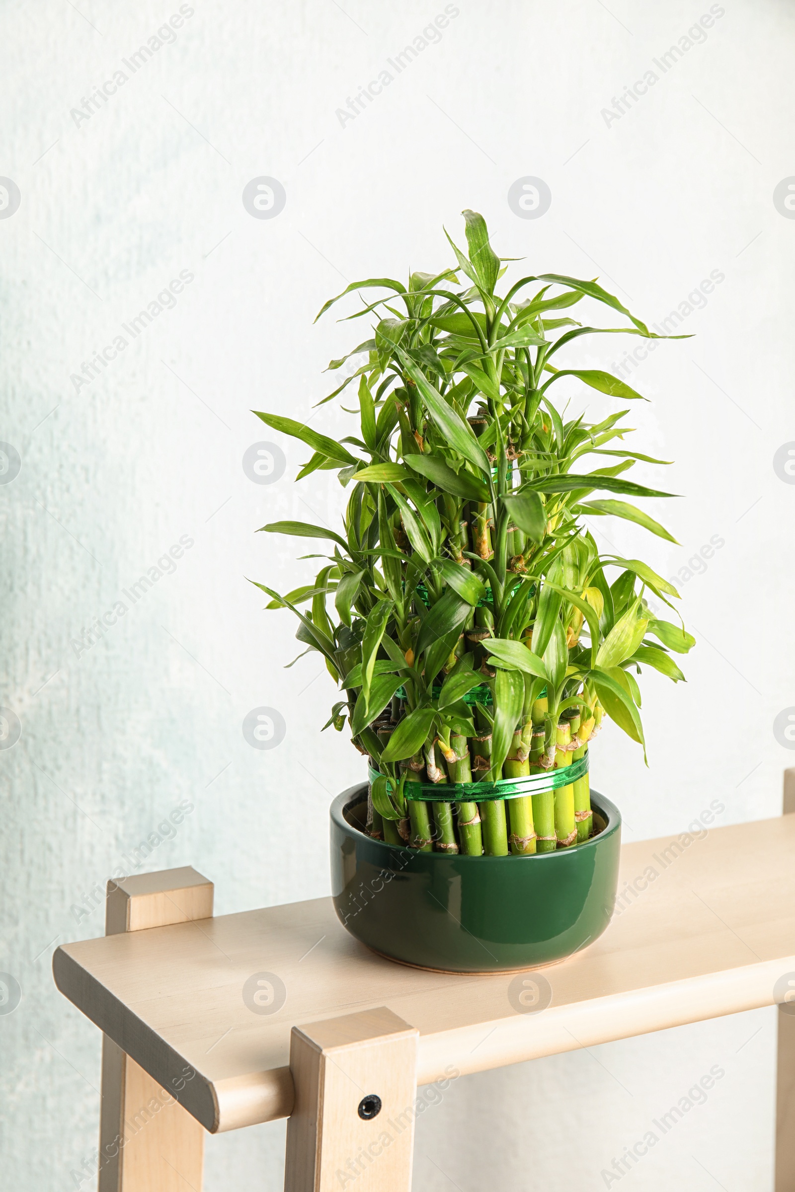 Photo of Green bamboo in pot on wooden stand