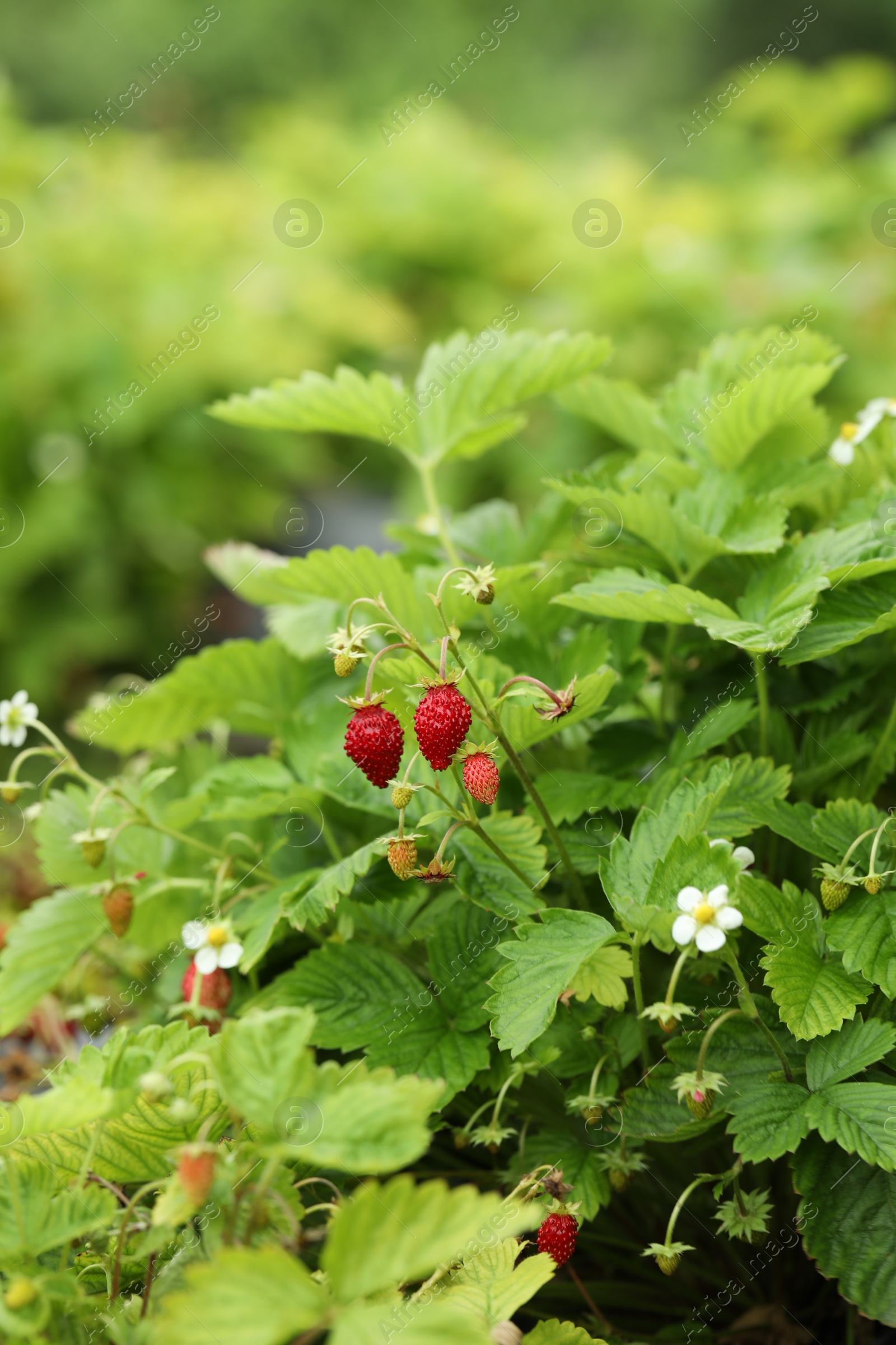 Photo of Small wild strawberries growing outdoors. Seasonal berries