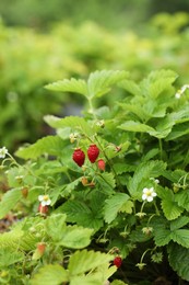 Small wild strawberries growing outdoors. Seasonal berries