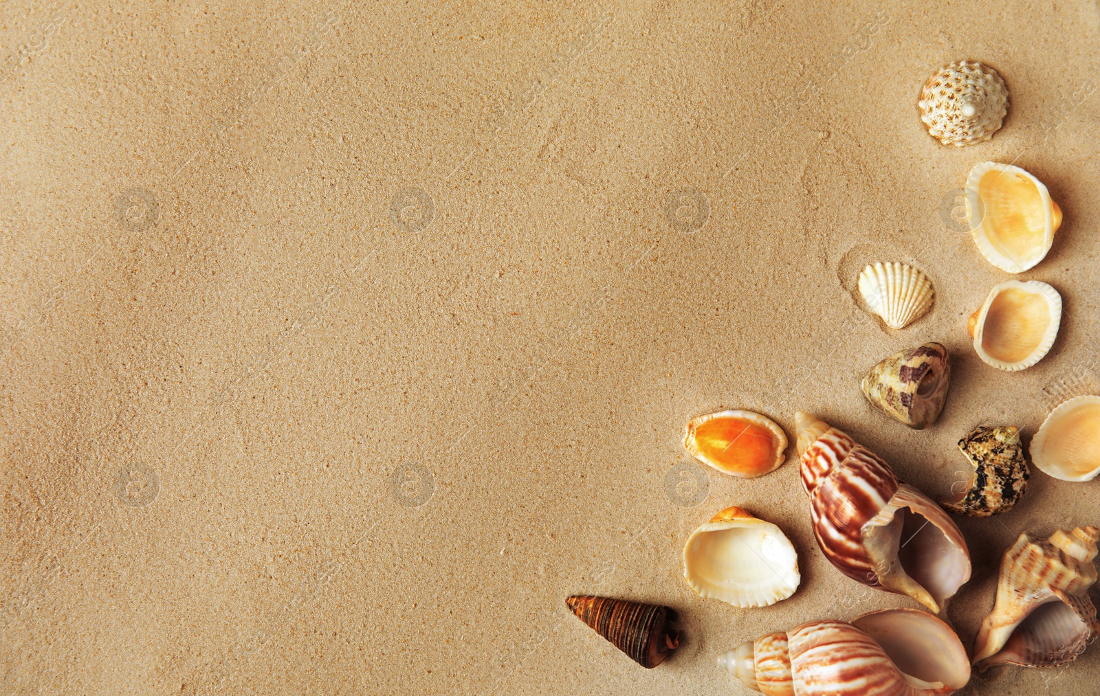 Photo of Different beautiful sea shells on sand, flat lay. Space for text