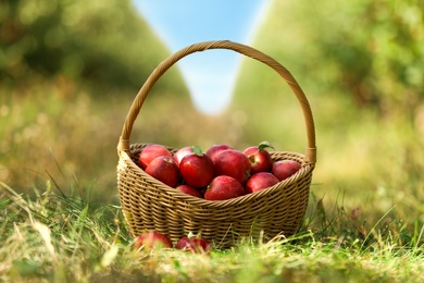 Photo of Wicker basket with ripe apples in garden