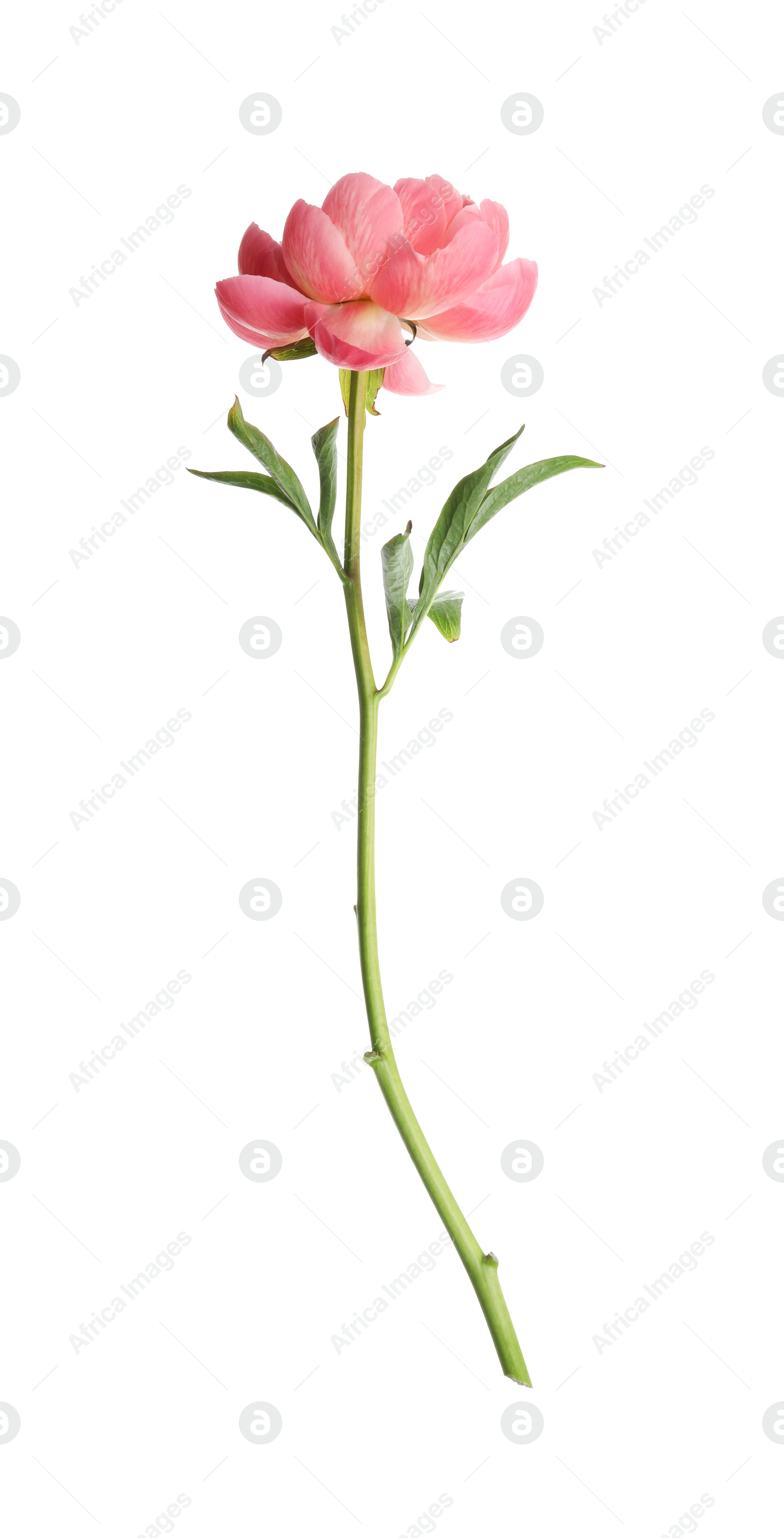 Photo of Beautiful blooming pink peony isolated on white