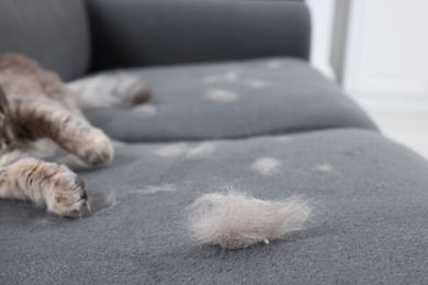 Photo of Cat and pet hair on grey sofa indoors, selective focus