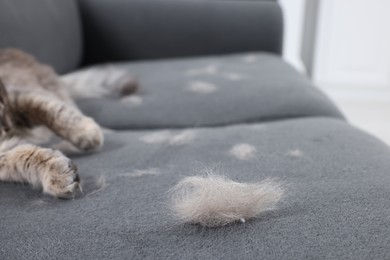 Cat and pet hair on grey sofa indoors, selective focus