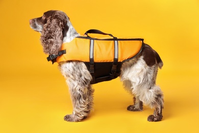 Photo of Dog rescuer in life vest on yellow background
