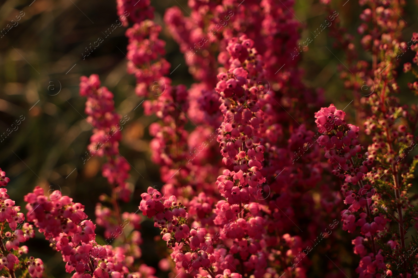 Photo of Heather shrub with beautiful blooming flowers outdoors on sunny day, closeup