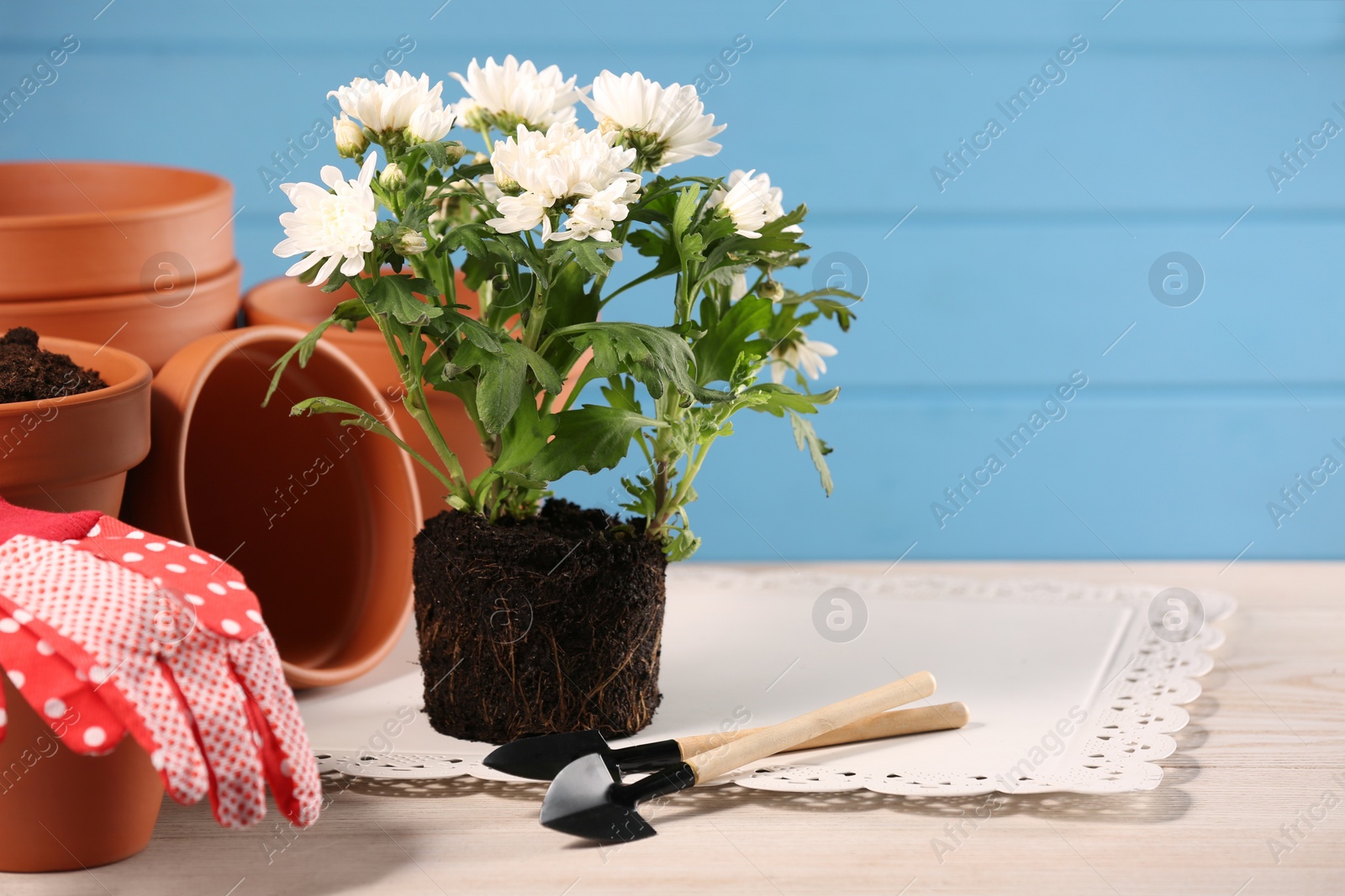 Photo of Time for transplanting. Many terracotta pots, soil, flowers and tools on white wooden table. Space for text