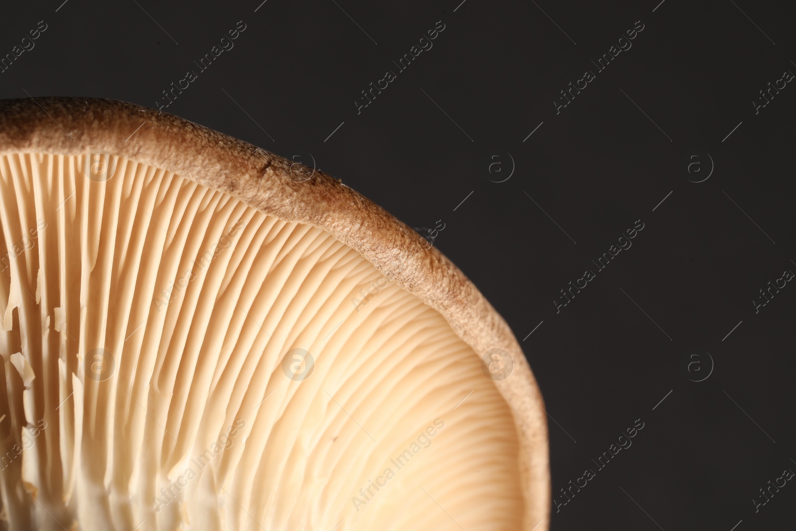 Photo of Macro photo of oyster mushroom on dark grey background. Space for text
