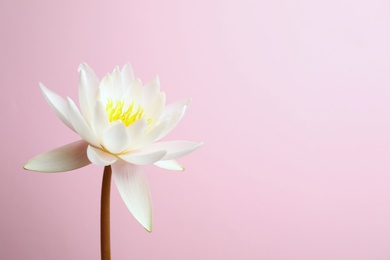 Beautiful white lotus flower on pink background. Space for text