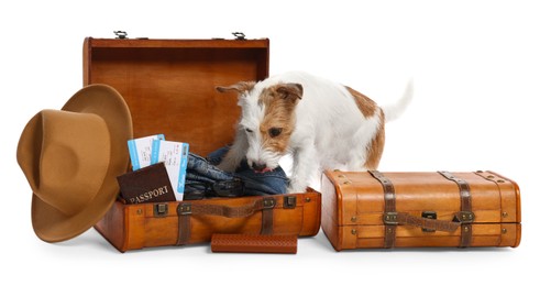 Photo of Travel with pet. Dog, clothes and suitcases on white background