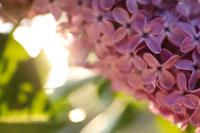 Photo of Closeup view of beautiful blooming lilac shrub outdoors