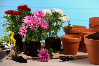 Time for transplanting. Many terracotta pots, soil, flowers and tools on white wooden table
