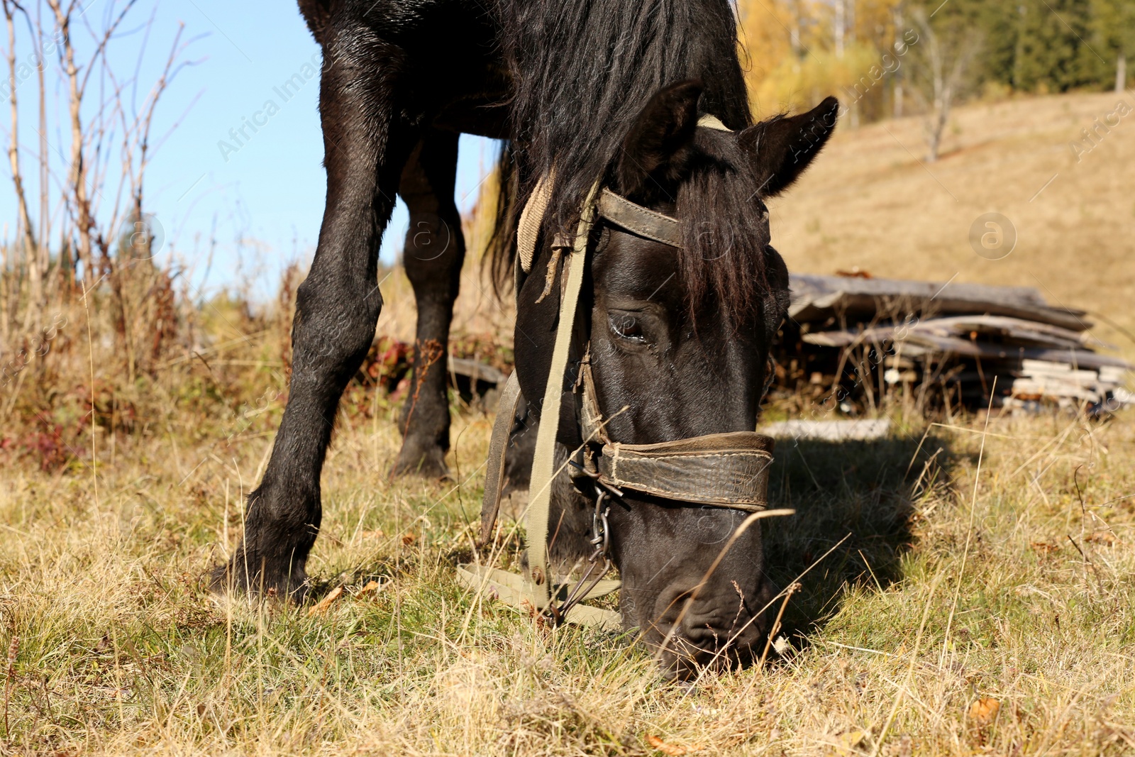 Photo of Beautiful horse grazing on pasture. Lovely pet