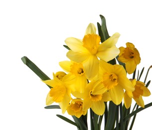 Beautiful blooming yellow daffodils on white background