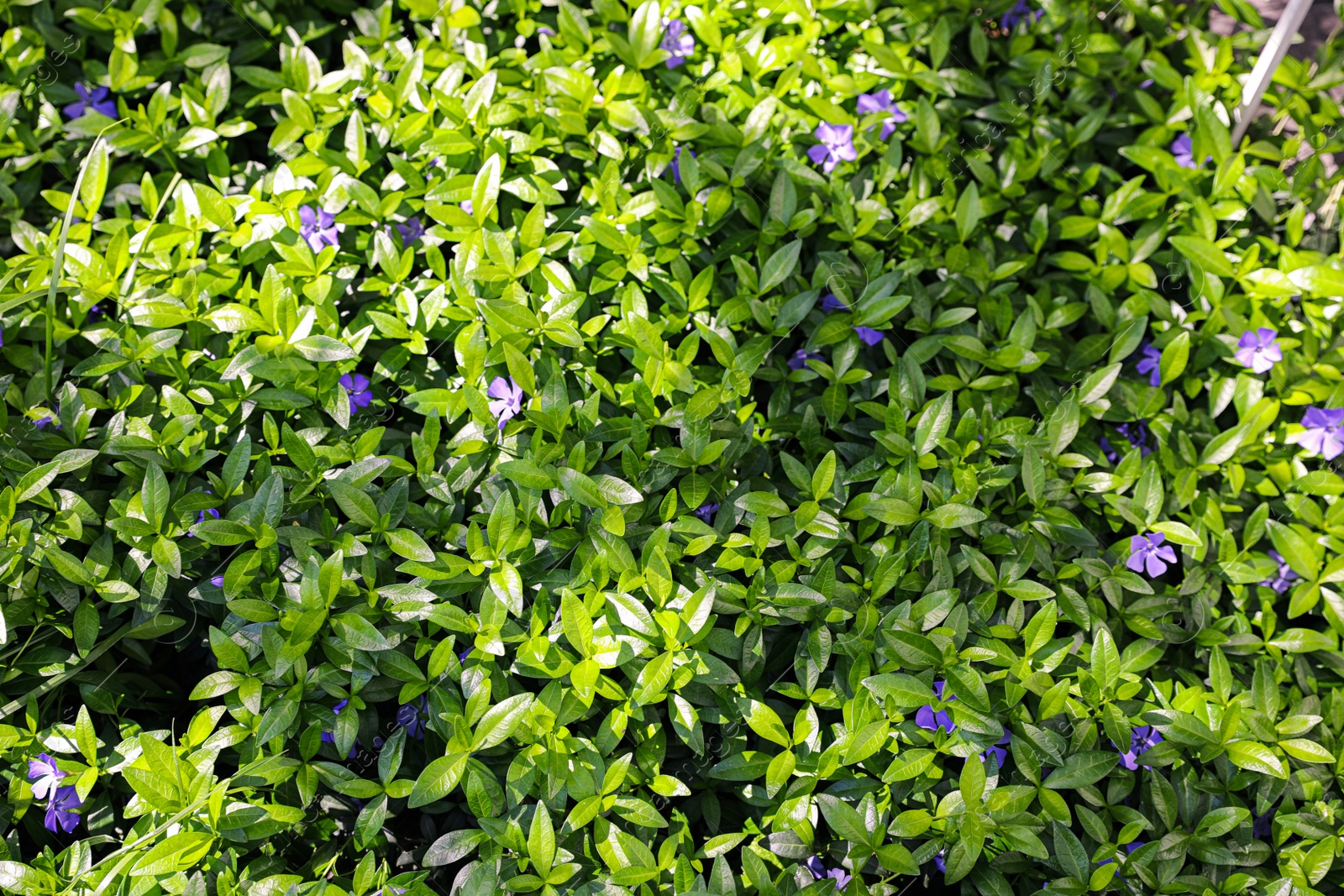 Photo of Beautiful plant with small flowers outdoors on sunny day