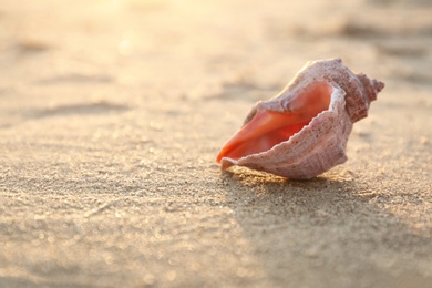 Photo of Sunlit sandy beach with beautiful seashell on summer day. Space for text