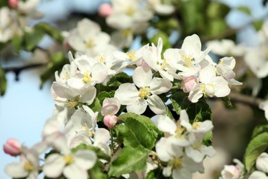 Closeup view of blossoming quince tree outdoors