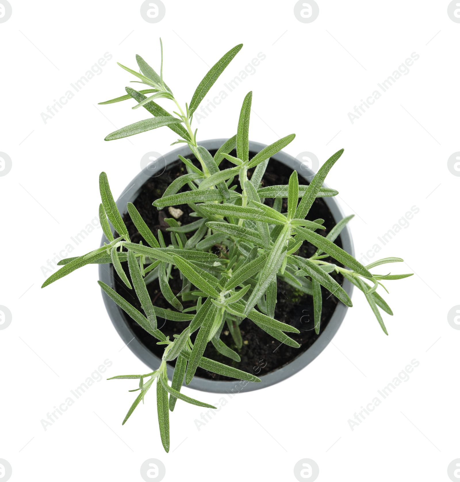 Photo of Aromatic green rosemary in pot isolated on white, top view