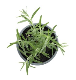 Photo of Aromatic green rosemary in pot isolated on white, top view