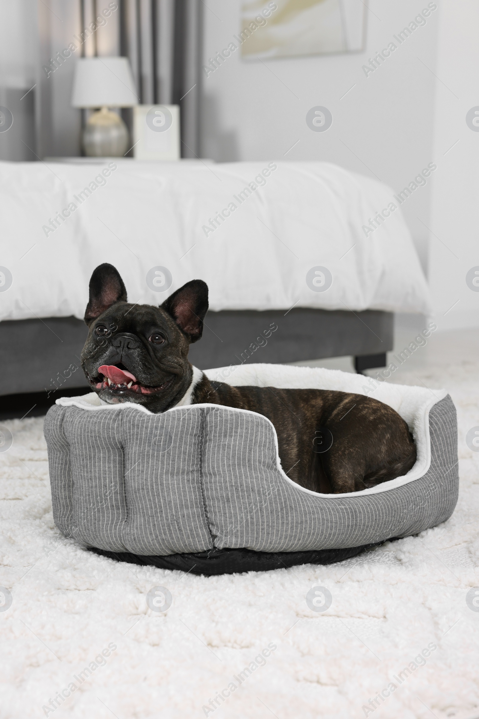 Photo of Adorable French Bulldog lying on dog bed indoors. Lovely pet