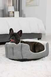 Photo of Adorable French Bulldog lying on dog bed indoors. Lovely pet