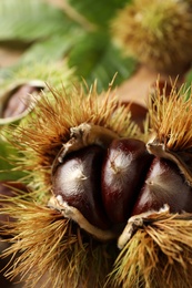 Photo of Fresh sweet edible chestnuts in husk, closeup