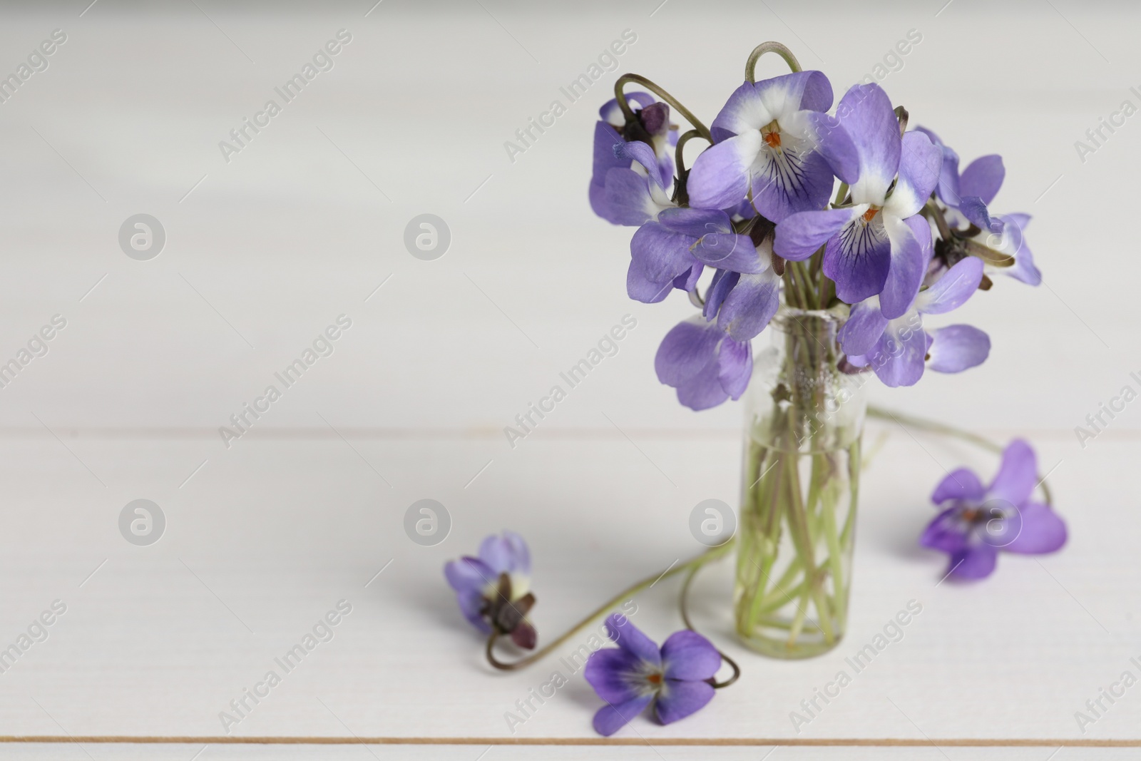 Photo of Beautiful wild violets on white wooden table, space for text. Spring flowers