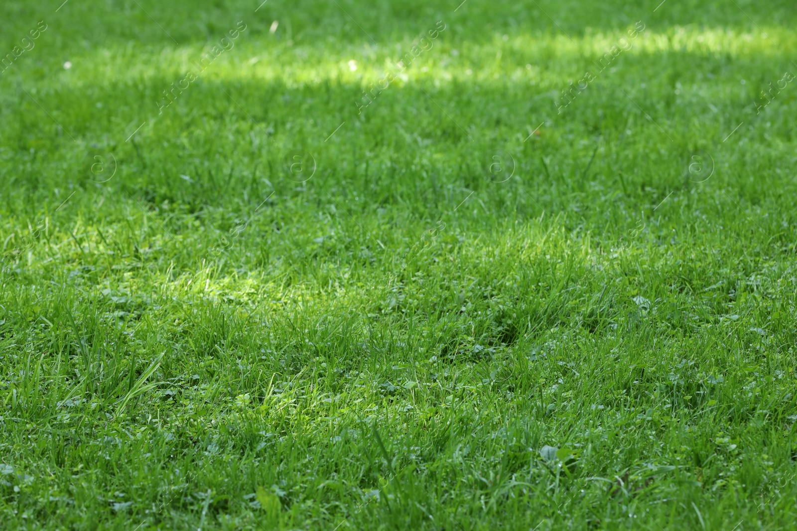 Photo of Fresh green grass growing outdoors in summer