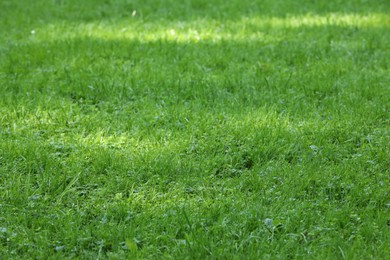 Fresh green grass growing outdoors in summer