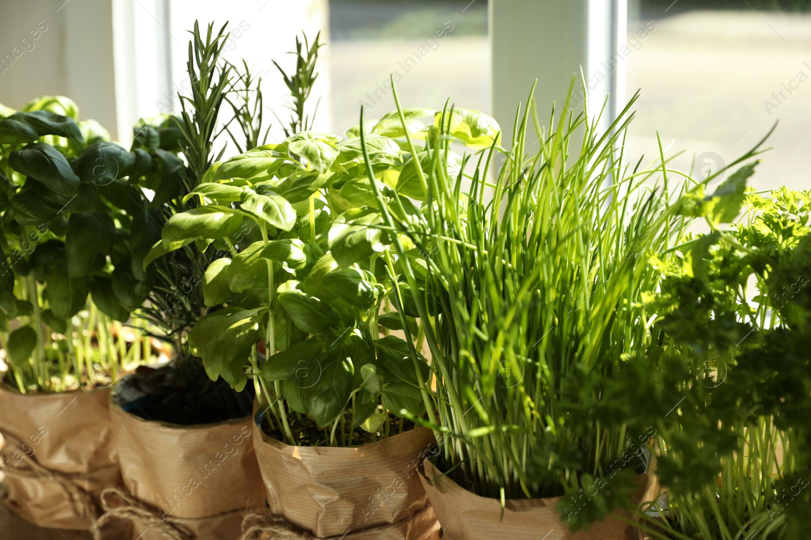 Photo of Different aromatic potted herbs near window indoors, closeup