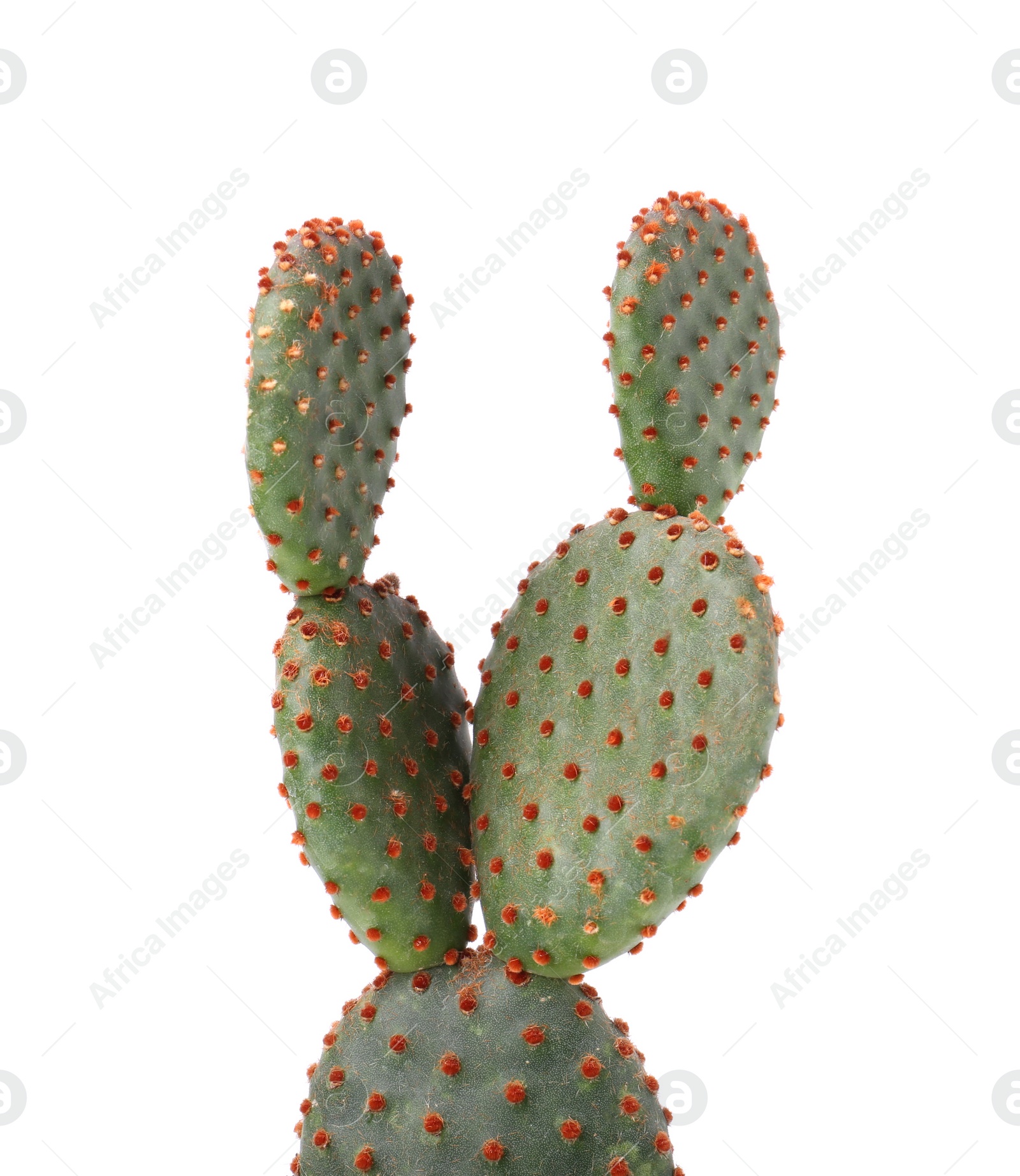 Photo of Beautiful green Opuntia cactus on white background