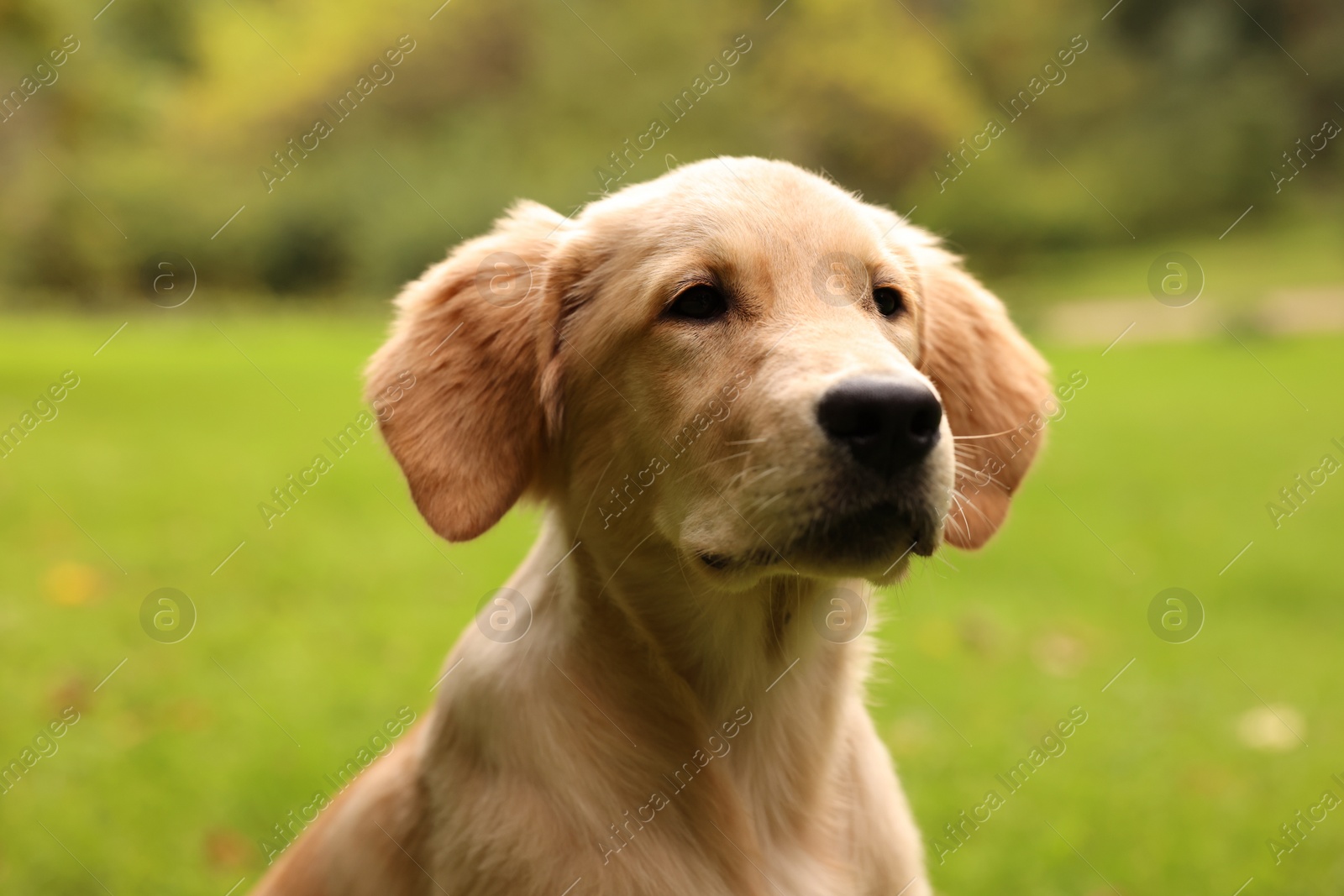 Photo of Cute Labrador Retriever puppy in park, closeup