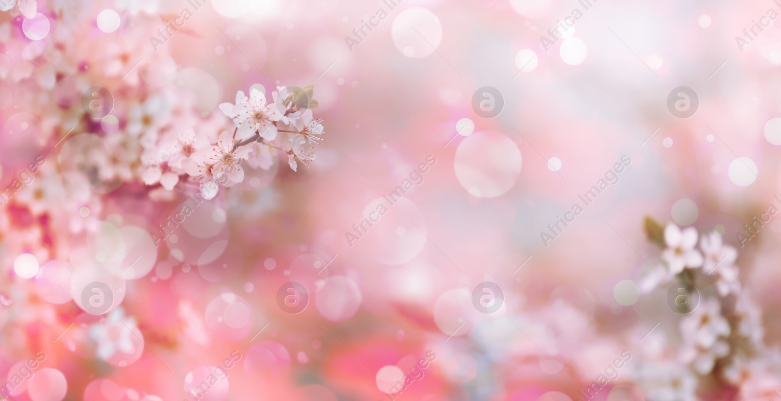 Image of Closeup view of blossoming tree outdoors on spring day, banner design